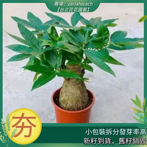 招財樹種類|發財樹有哪些？揭開招財植物的神秘面紗 – 植物盆栽綠寶典